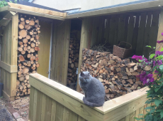 Timber Log Store Cat