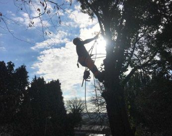 Brixham Tree Work Review